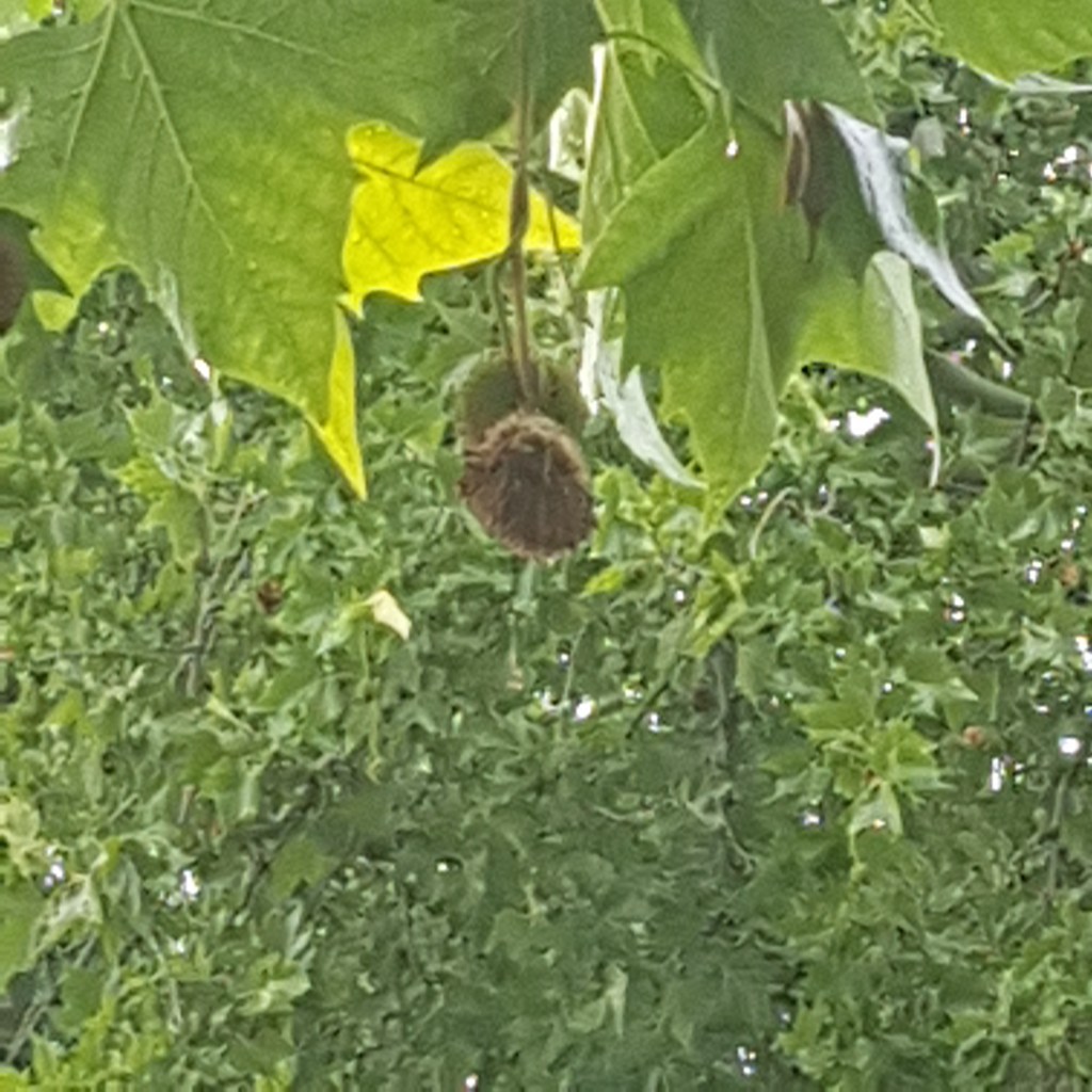 ♪♫♪♪ BÄUME AM FLUSS …  Cool and Laidback after Thunderstorm&nbsp;Raging