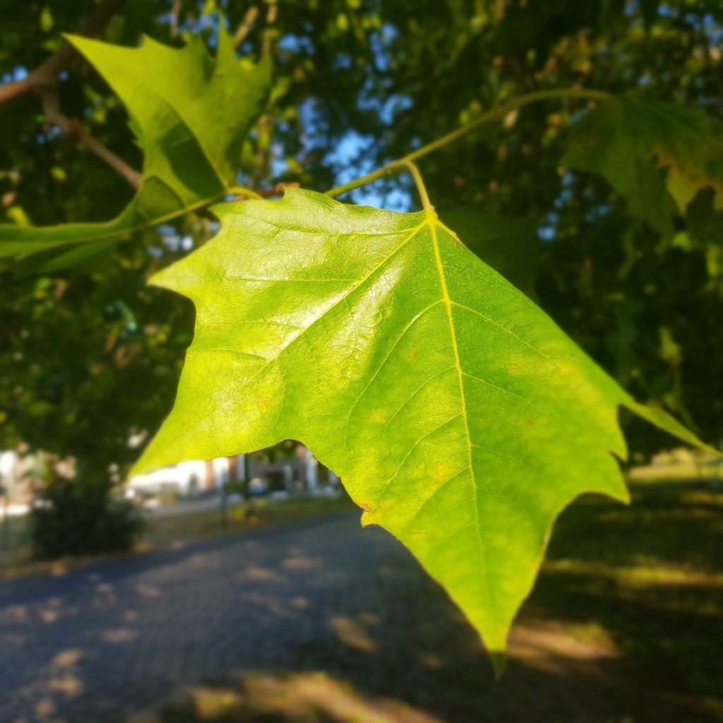 ♪♫♪♪ BÄUME AM FLUSS  … Green&nbsp;Leaf