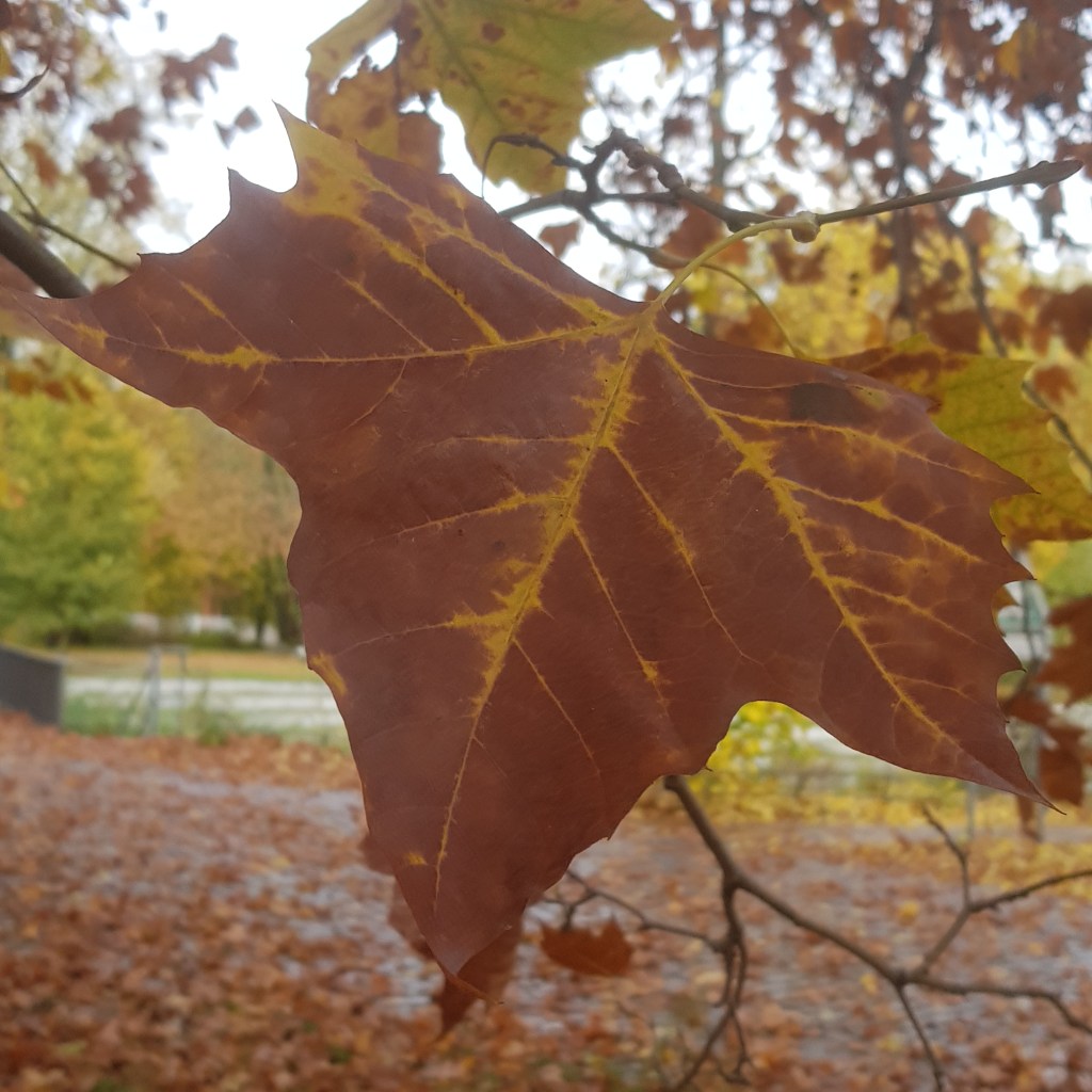 ♪♫♪♪ Four Trees at the River … First Day of Second Covid-19-Lockdown