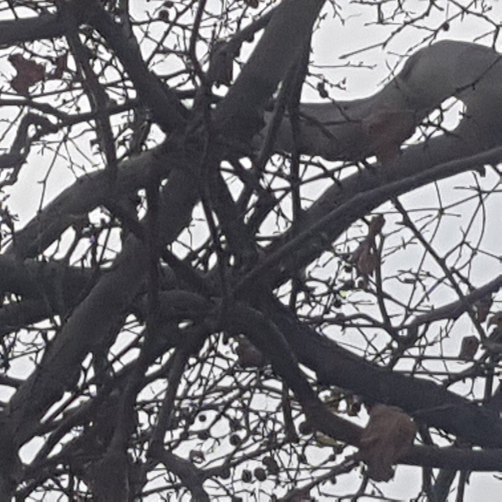 ♪♫♪♪ Four Trees at the River … Erster Advent im Zweiten Corona&nbsp;Lockdown