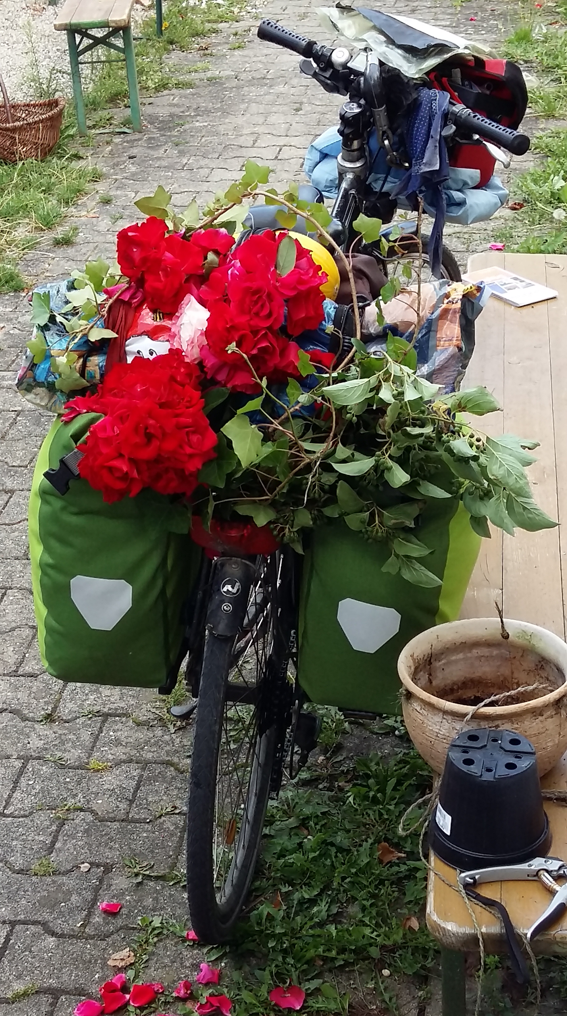 Ol'Sickboy covered with roses