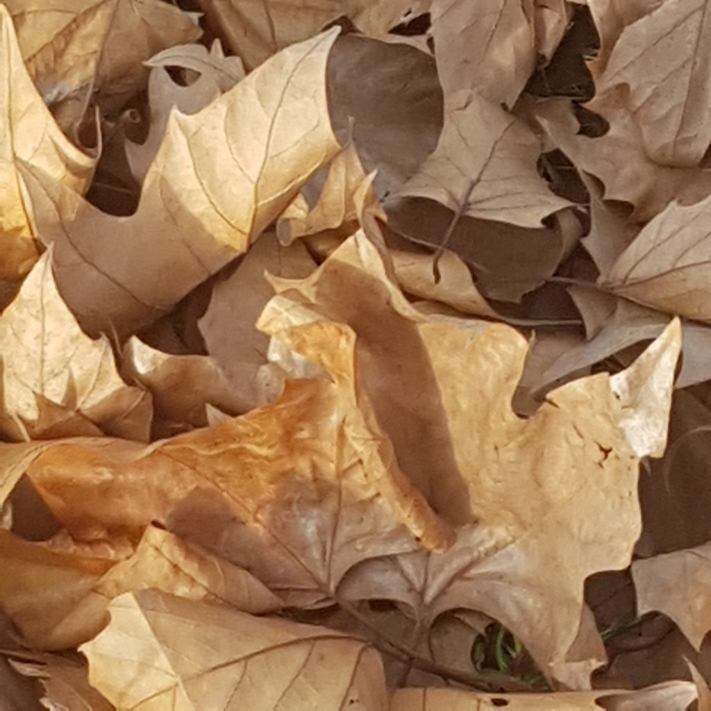 ♪♫♪♪ Four Trees at the River … Zweiter Advent im Zweiten Corona&nbsp;Lockdown