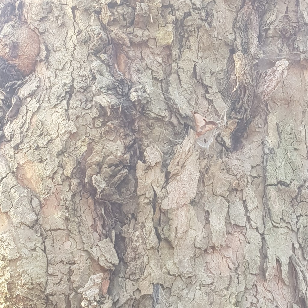 ♪♫♪♪ Four Trees at the River … Vierter Advent im Zweiten Corona&nbsp;Lockdown