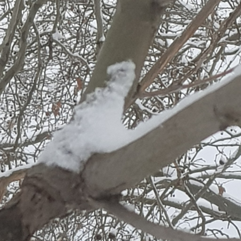 ♪♫♪♪ Four Trees at the River … Berlin Winter’s First&nbsp;Snow