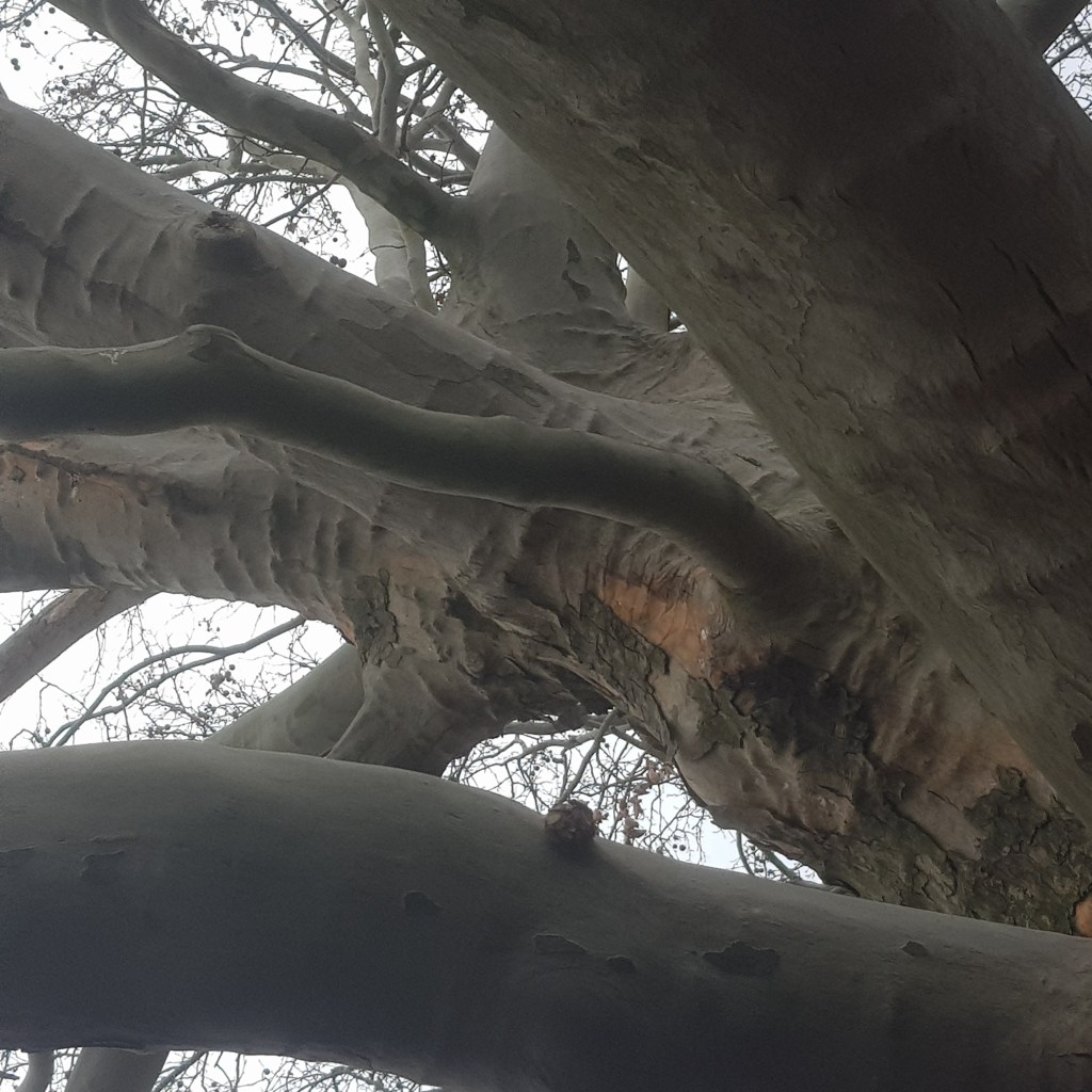 ♪♫♪♪ BÄUME AM FLUSS:&nbsp;Frühlingsbeginn