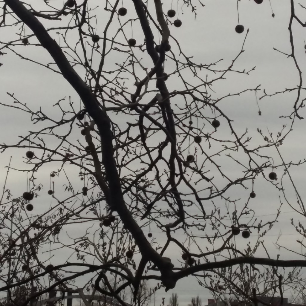 ♪♫♪♪ BÄUME AM FLUSS: Covid-19-Returns