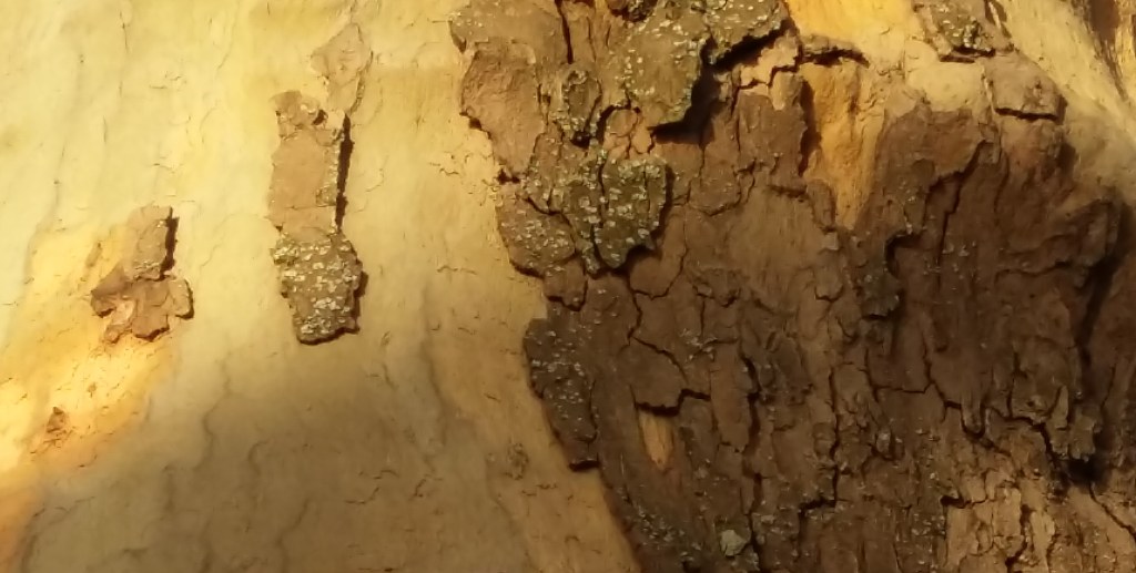 ♪♫♪♪ Four Trees at the River:&nbsp;Gold