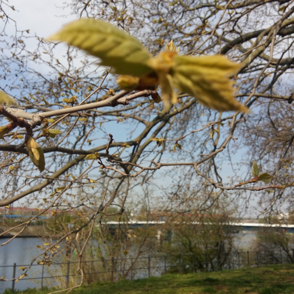 ♪♫♪♪ Four Trees at the River … First&nbsp;Springdays