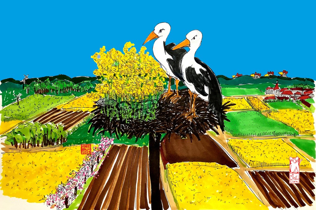 OSTWESTFÄLISCHER BILDERBOGEN: Rapsfeld im&nbsp;Storchennest