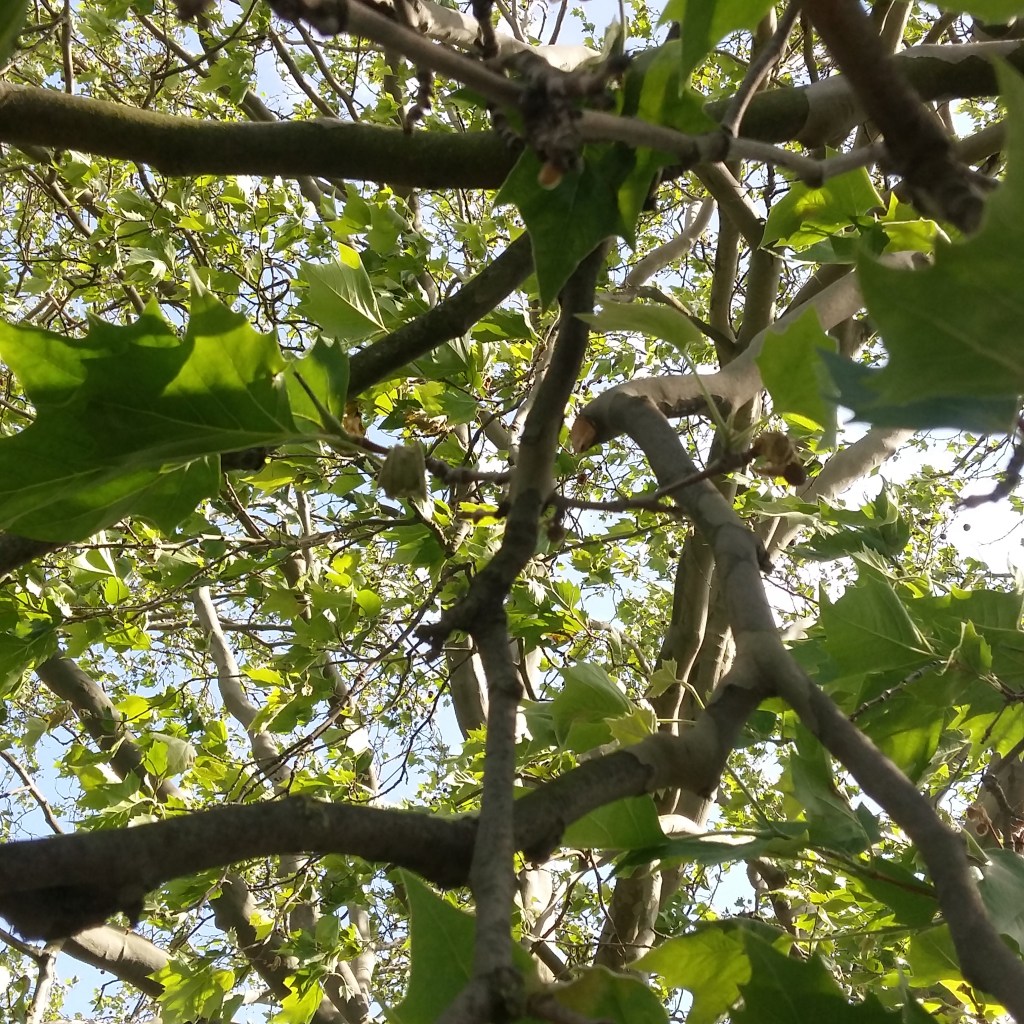 ♪♫♪♪ Four Trees at the River: Brillant&nbsp;June