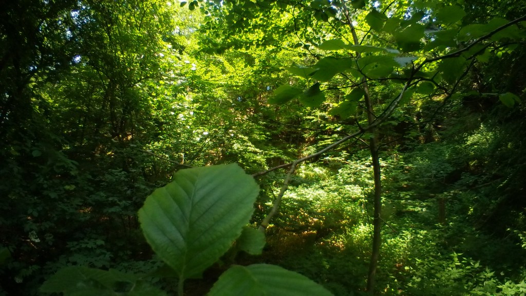 Verzauberter Märchenwald III