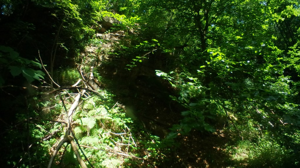 Zaubermärchenwald 1