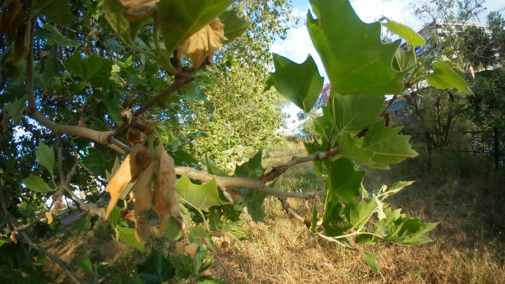♪♫♪♪ Four Trees at the River:  Summer in the&nbsp;Shadow