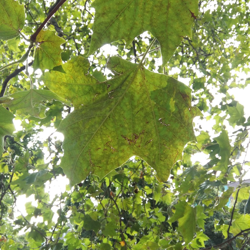 ♪♫♪♪ Four Trees at the River … Morning Sun Shines through the&nbsp;Leaf