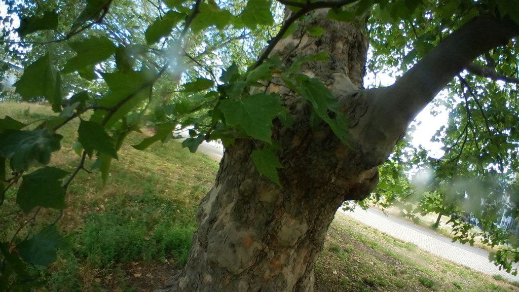 ♪♫♪♪ Four Trees at the River: Friendly&nbsp;Sunday