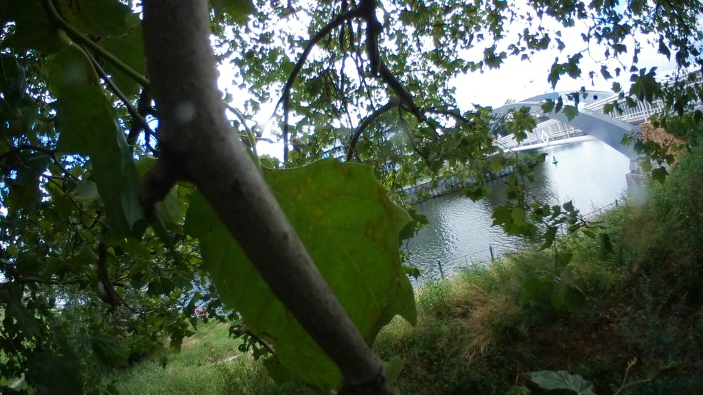 ♪♫♪♪ Four Trees at the River … Eighth of&nbsp;August