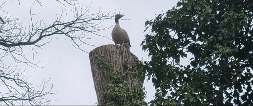 Die Gans denkt sie ist eine&nbsp;Amsel